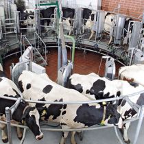 milking machine with chiller application, chillers for milk, chillers for dairy, dairy farming temperature control
