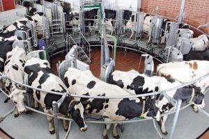 miliking parlor image, use of chillers to cool raw milk
