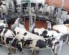 milking machine with chiller application, chillers for milk, chillers for dairy, dairy farming temperature control